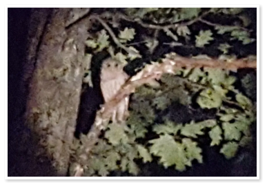 An owl in a tree, one of the many kinds of wildlife you are likely to see when you visit us